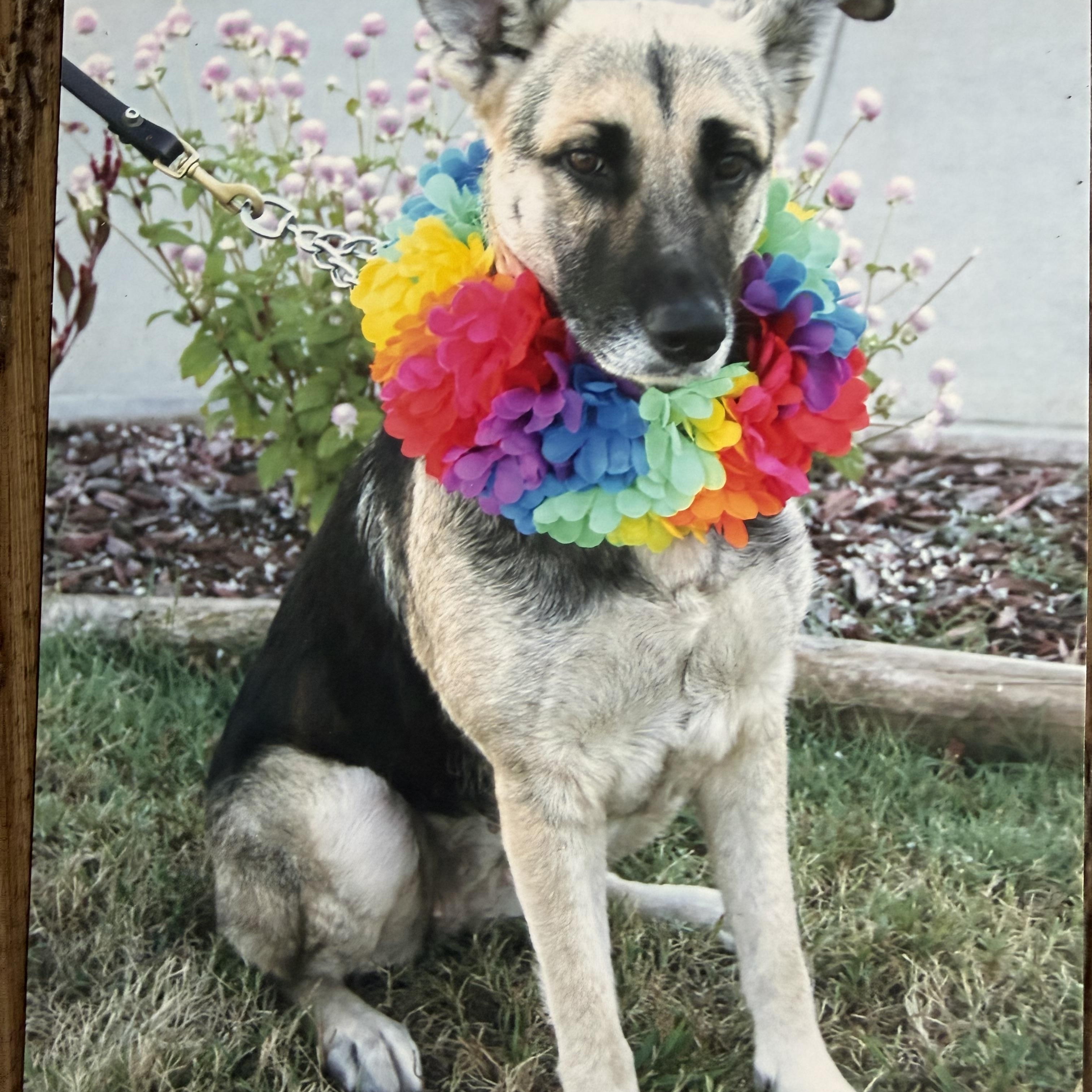 Enlarge Penny, a ADOPTABLE mixed breed in Hutchinson, KS image 1/1