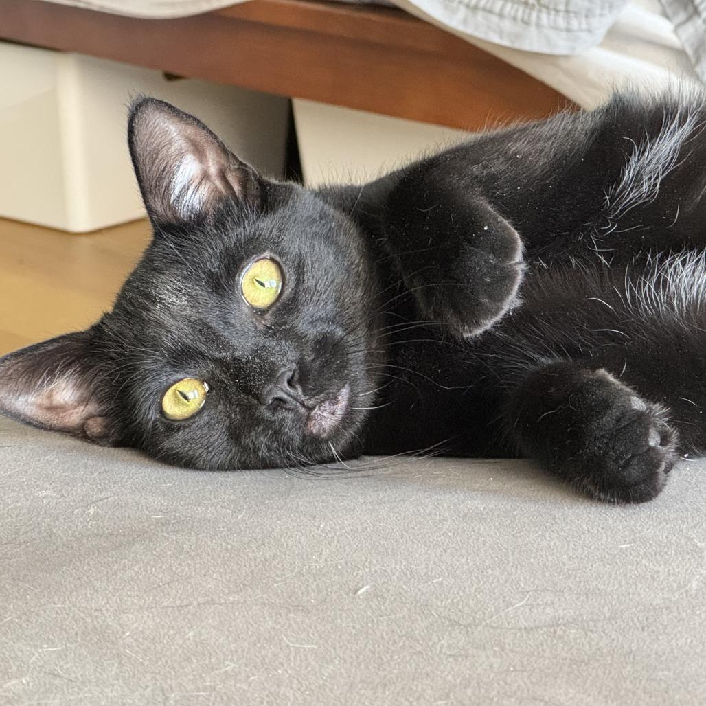 Saks bonded Barney — thumbnail 2