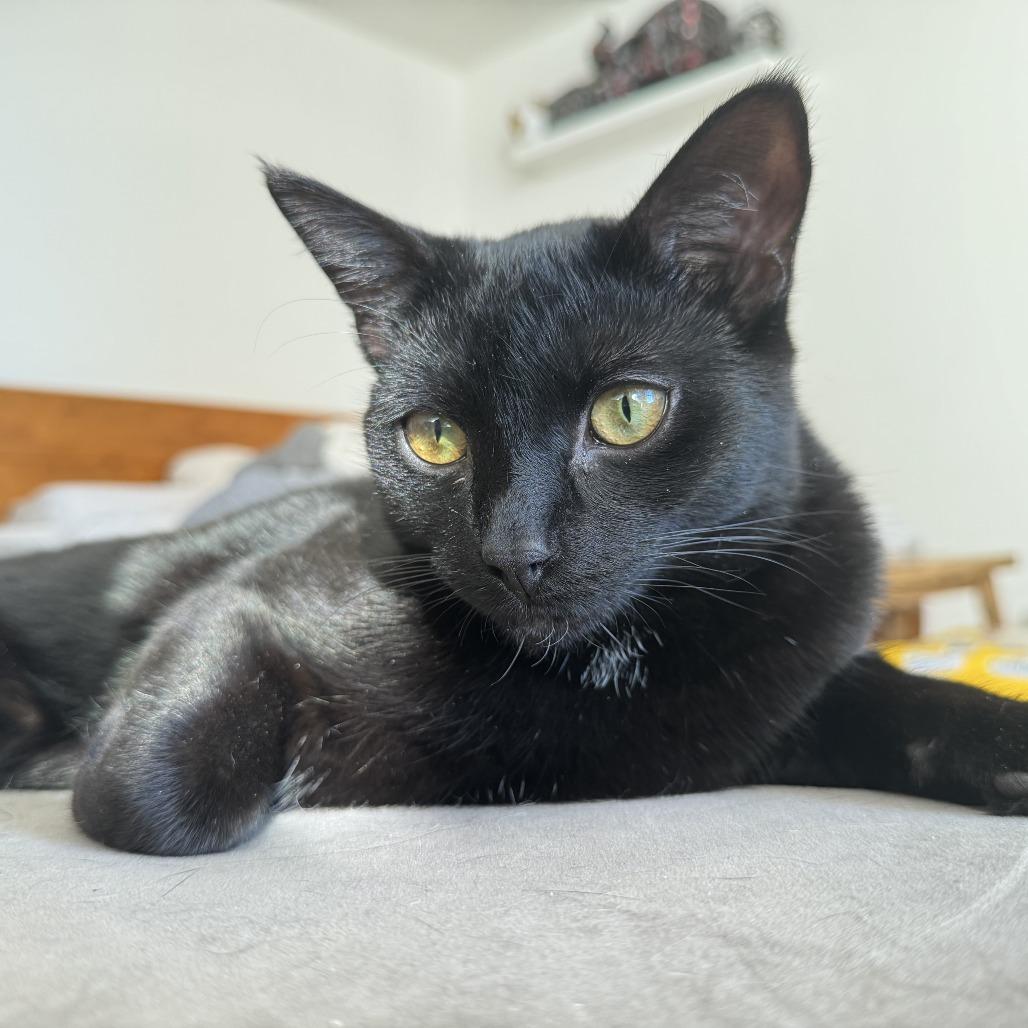 Saks bonded Barney — thumbnail 3