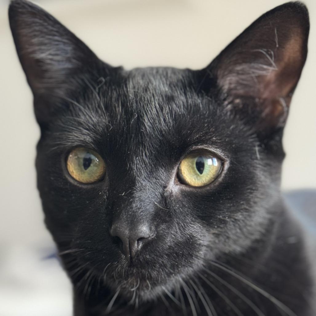 Saks bonded Barney — thumbnail 5