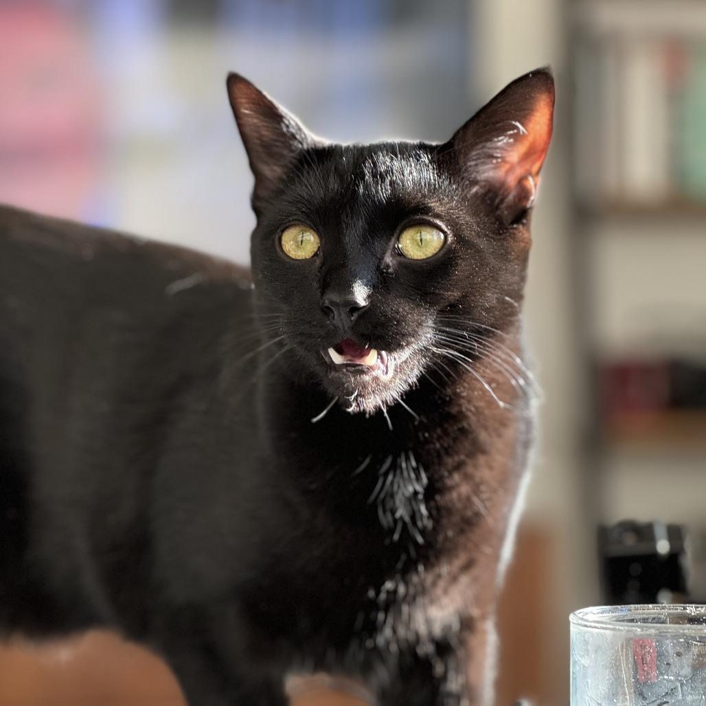 Saks bonded Barney — thumbnail 6