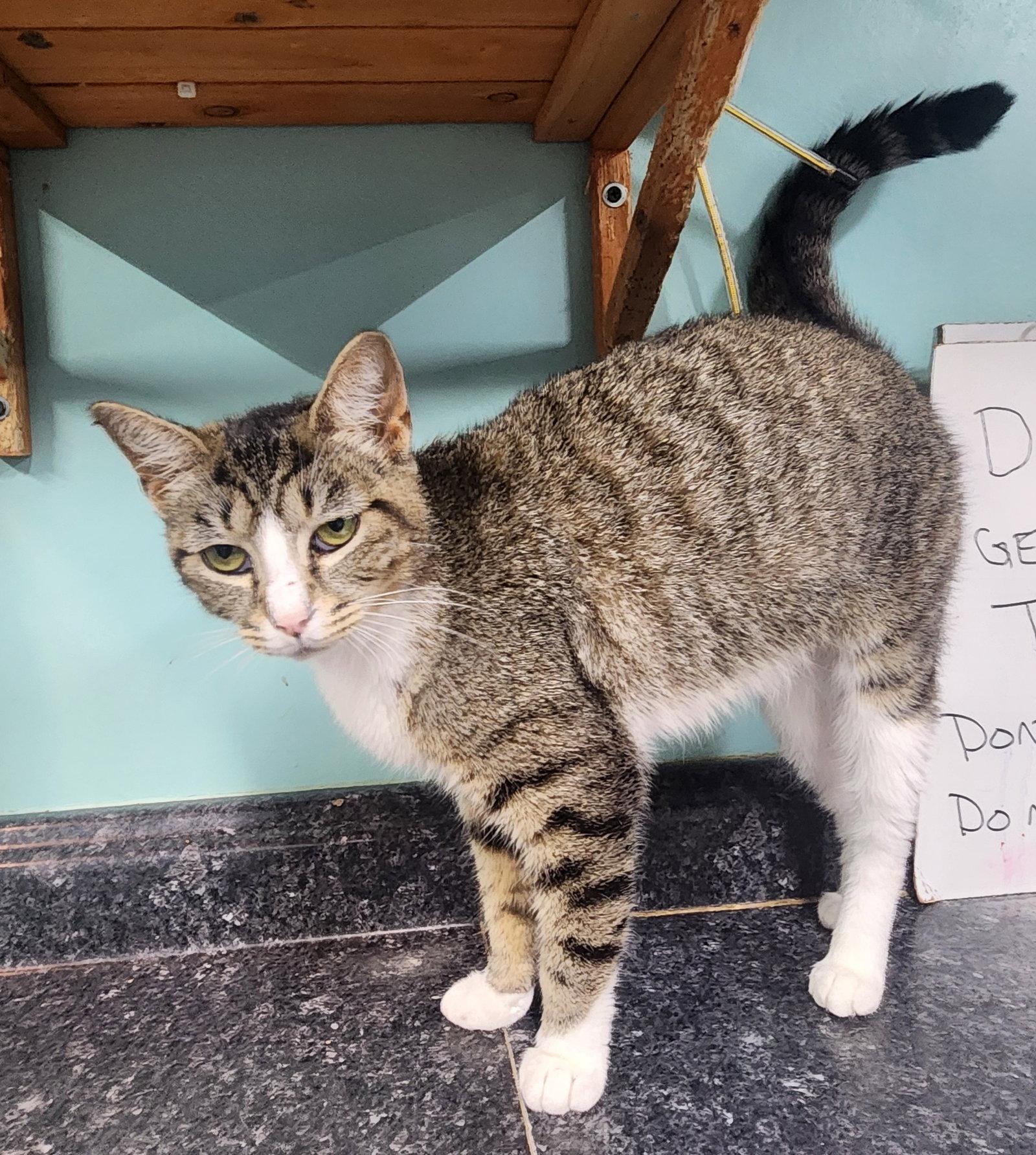 Enlarge Missy Mae, a Adoptable Domestic Short Hair in Crossville, TN image 1/3
