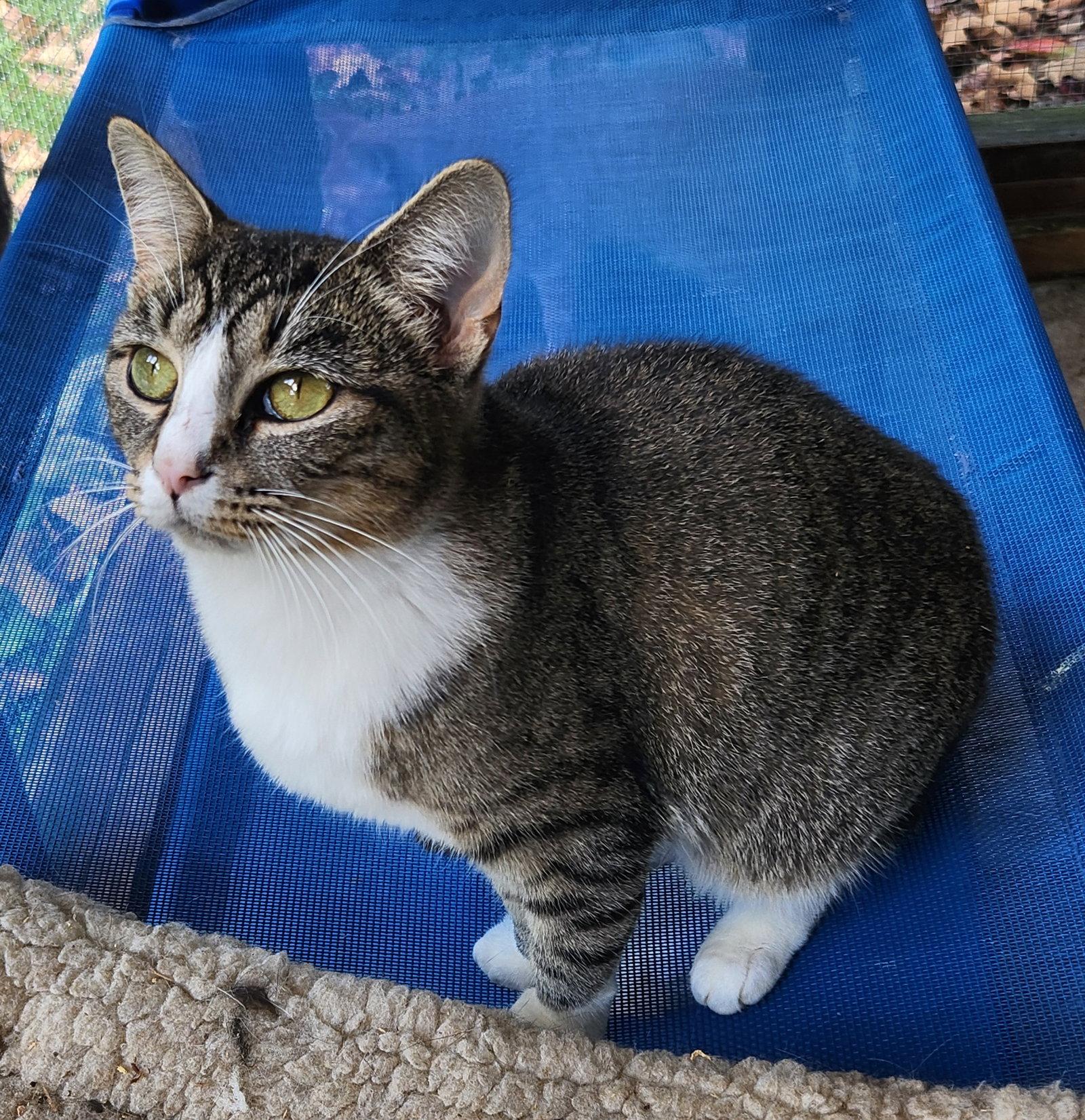 Enlarge Missy Mae, a Adoptable Domestic Short Hair in Crossville, TN image 2/3