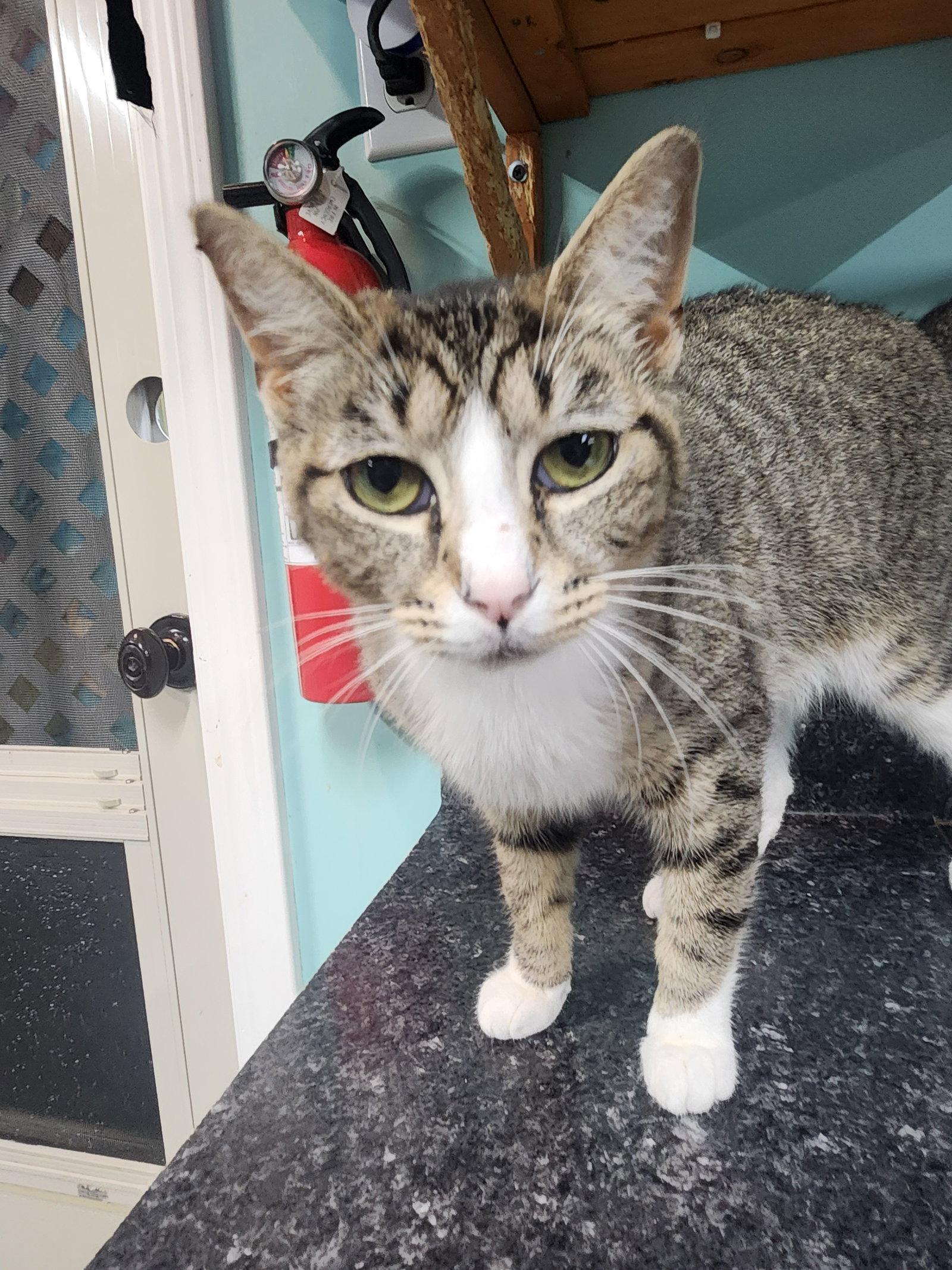 Enlarge Missy Mae, a Adoptable Domestic Short Hair in Crossville, TN image 2/3