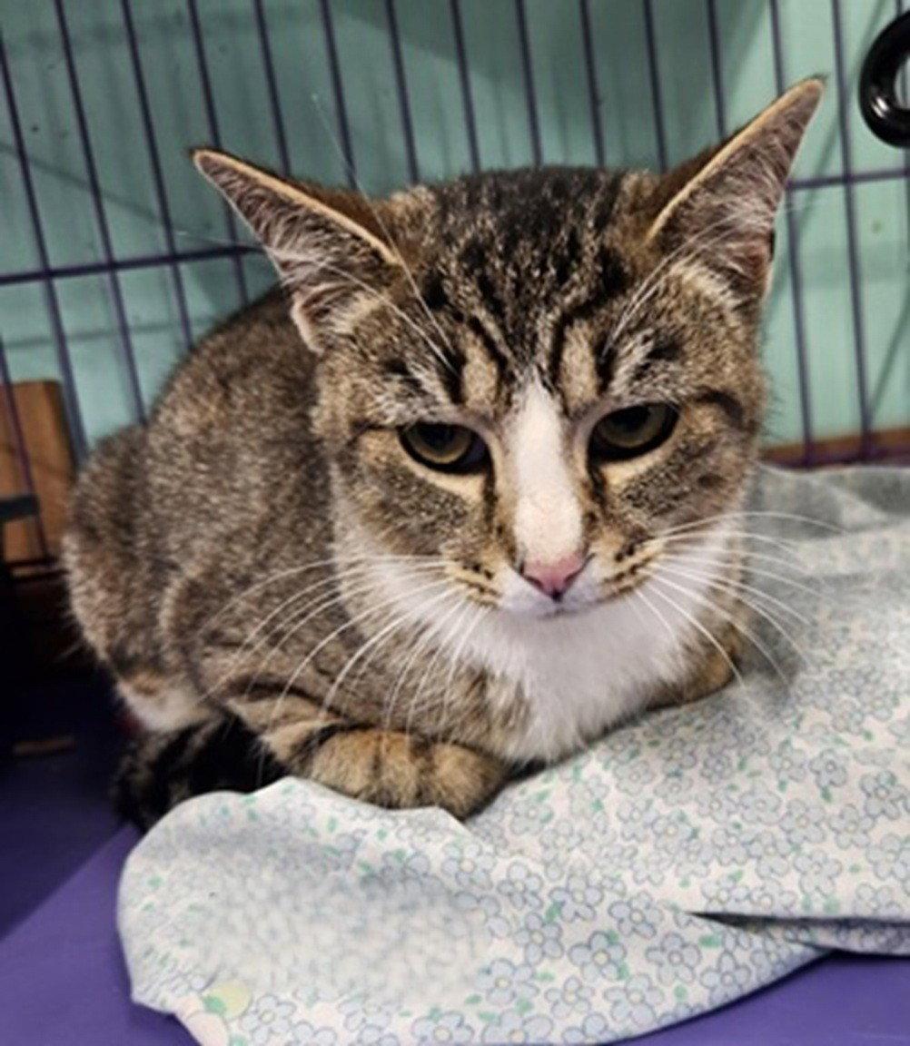 Enlarge Missy Mae, a Adoptable Domestic Short Hair in Crossville, TN image 3/3