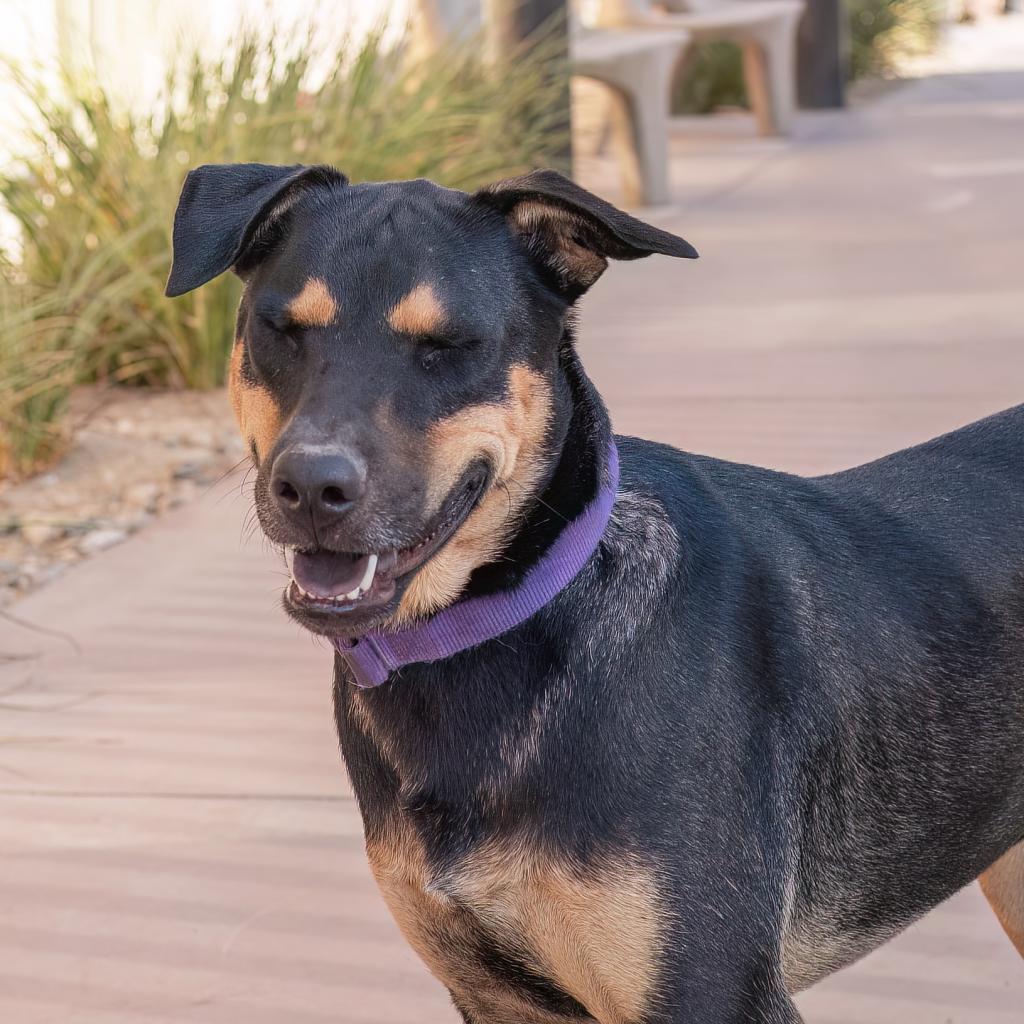 Woody, Adoptable, Adult Male Shepherd.