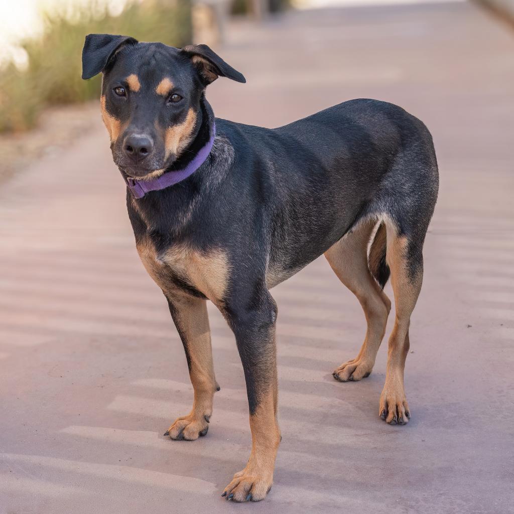 Enlarge Woody, a Adoptable mixed breed in Palm Springs, CA image 2/2