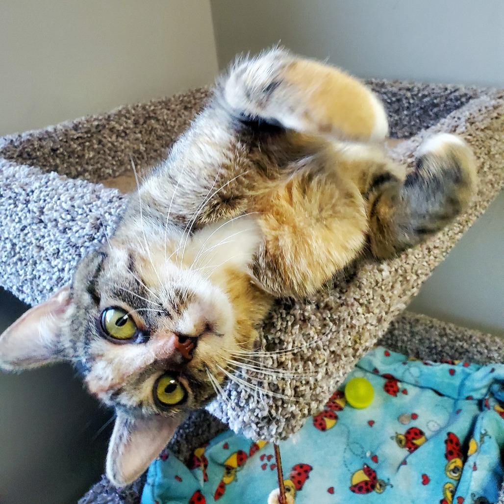 Caramello, Adoptable, Adult Female Domestic Short Hair.