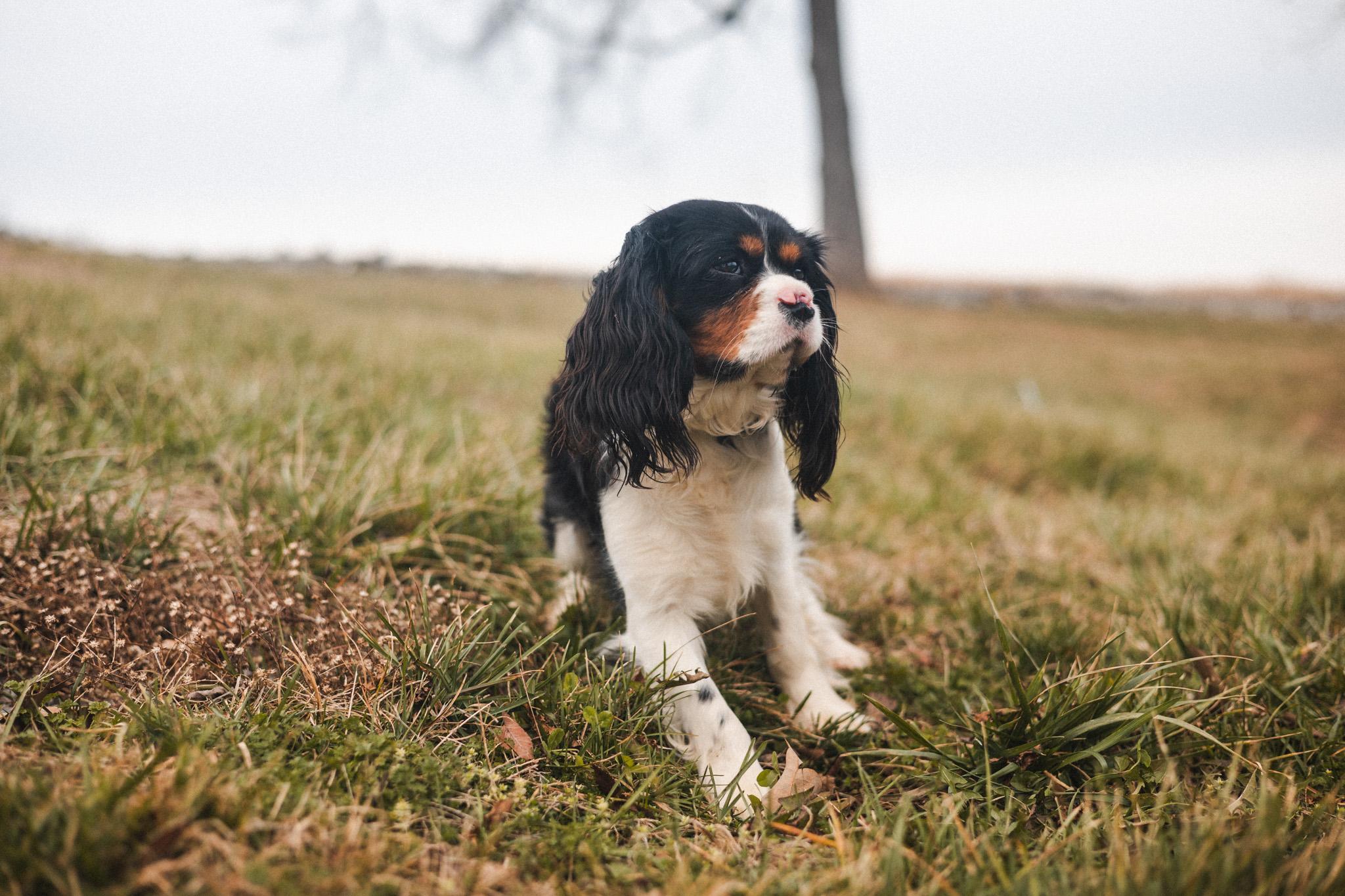 Finnick  Transport thumbnail 5