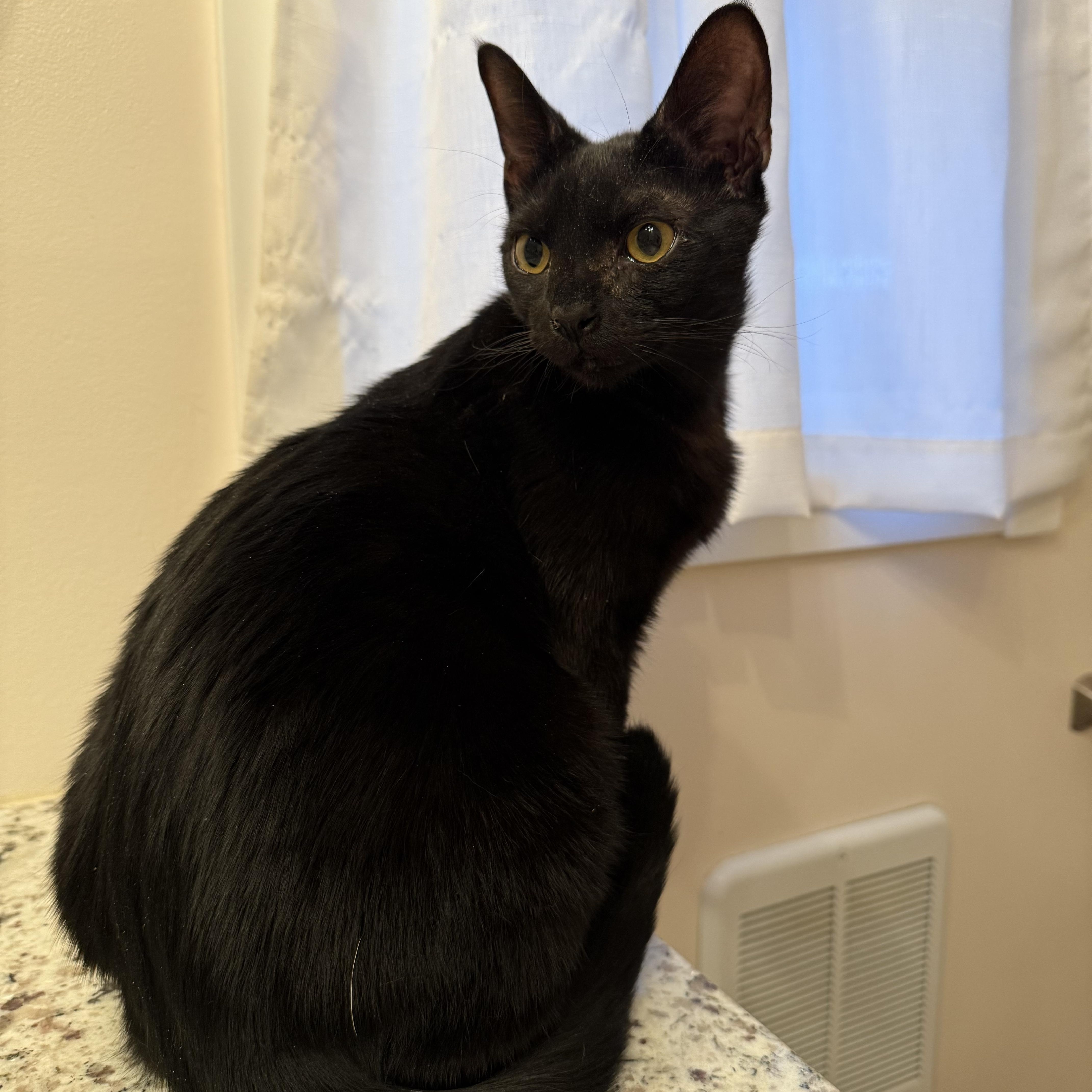 Trooper , a ADOPTABLE Domestic Short Hair in Asheville, NC image 3/5
