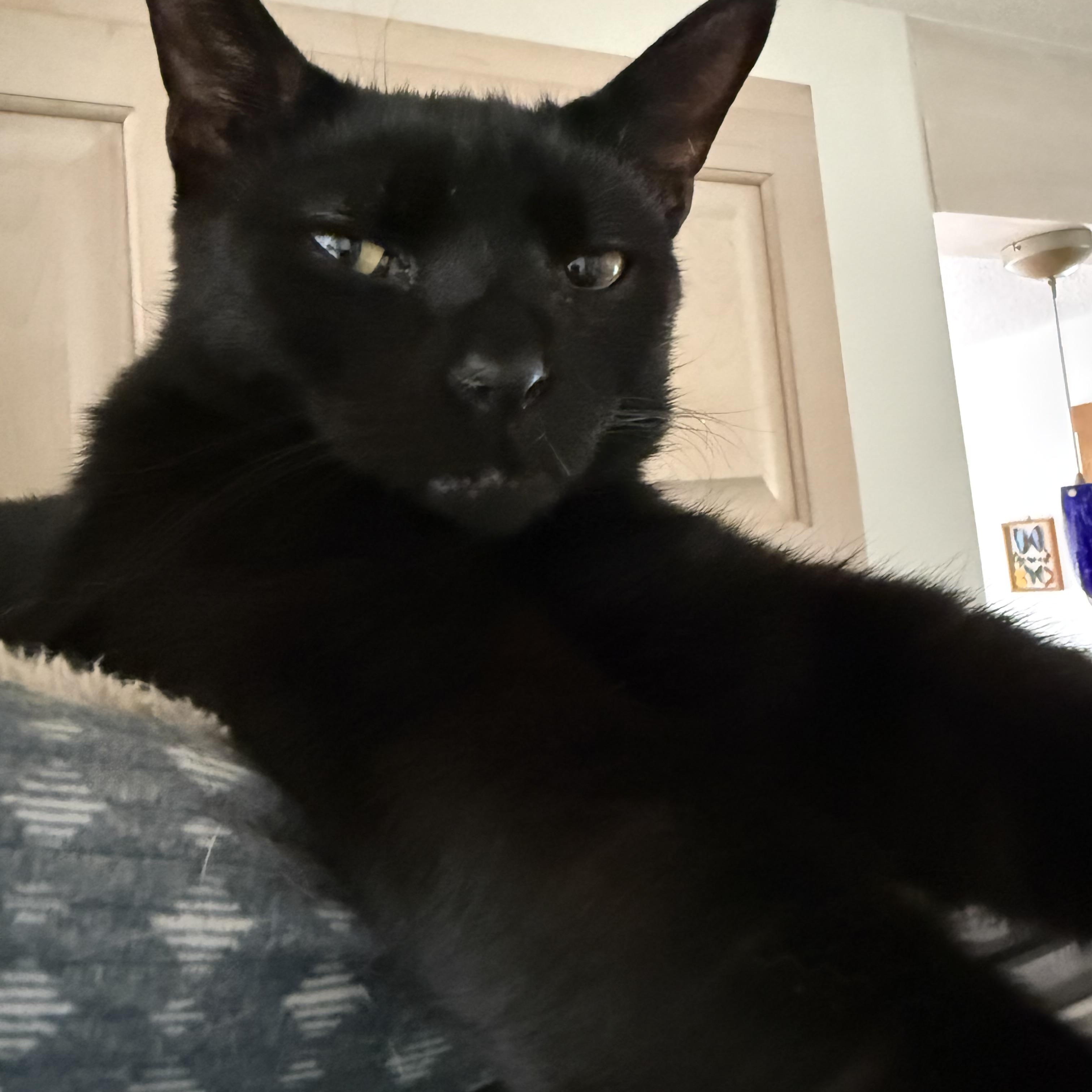Trooper , a ADOPTABLE Domestic Short Hair in Asheville, NC image 5/5