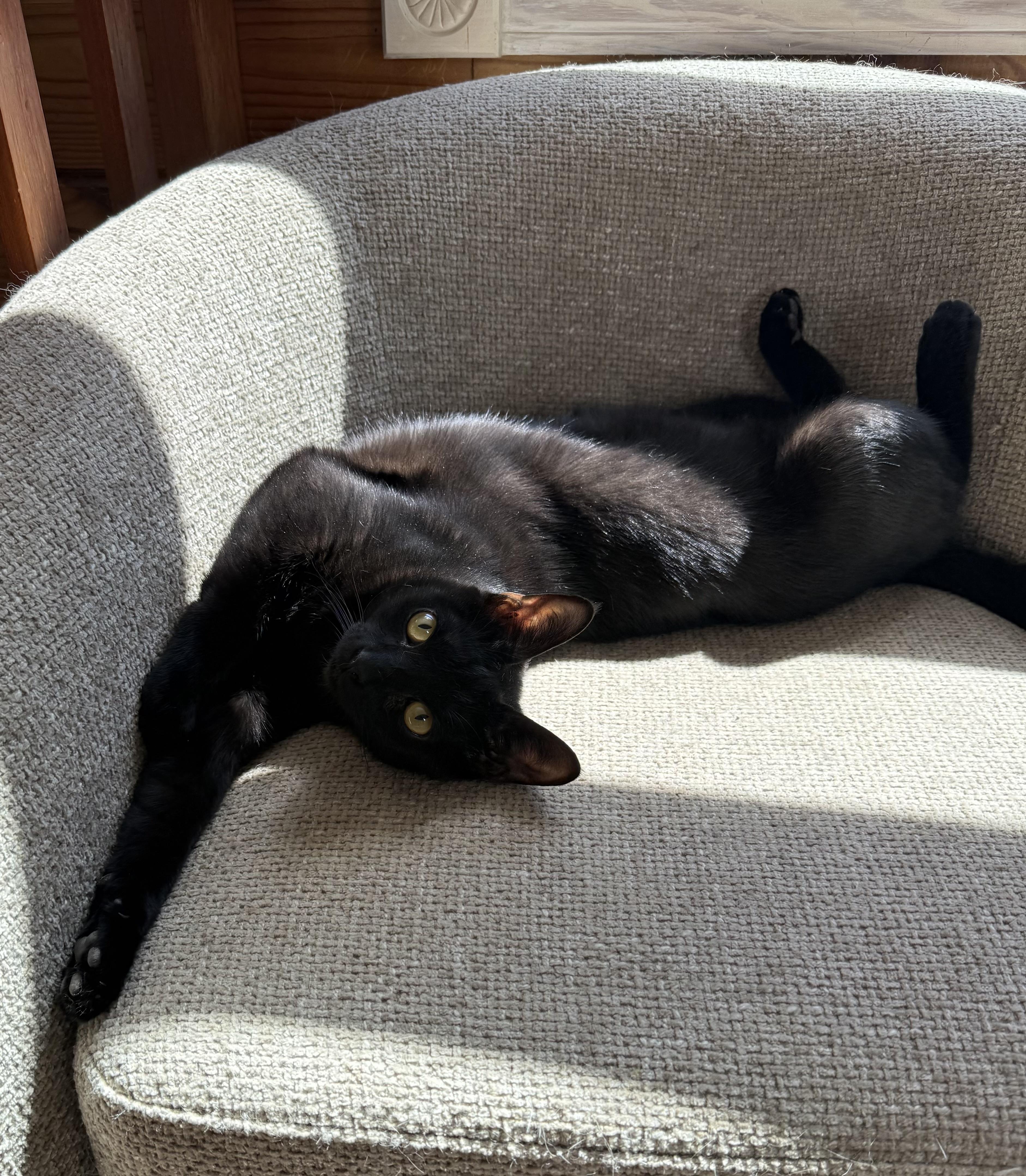 Trooper , ADOPTABLE, Young Male Domestic Short Hair.