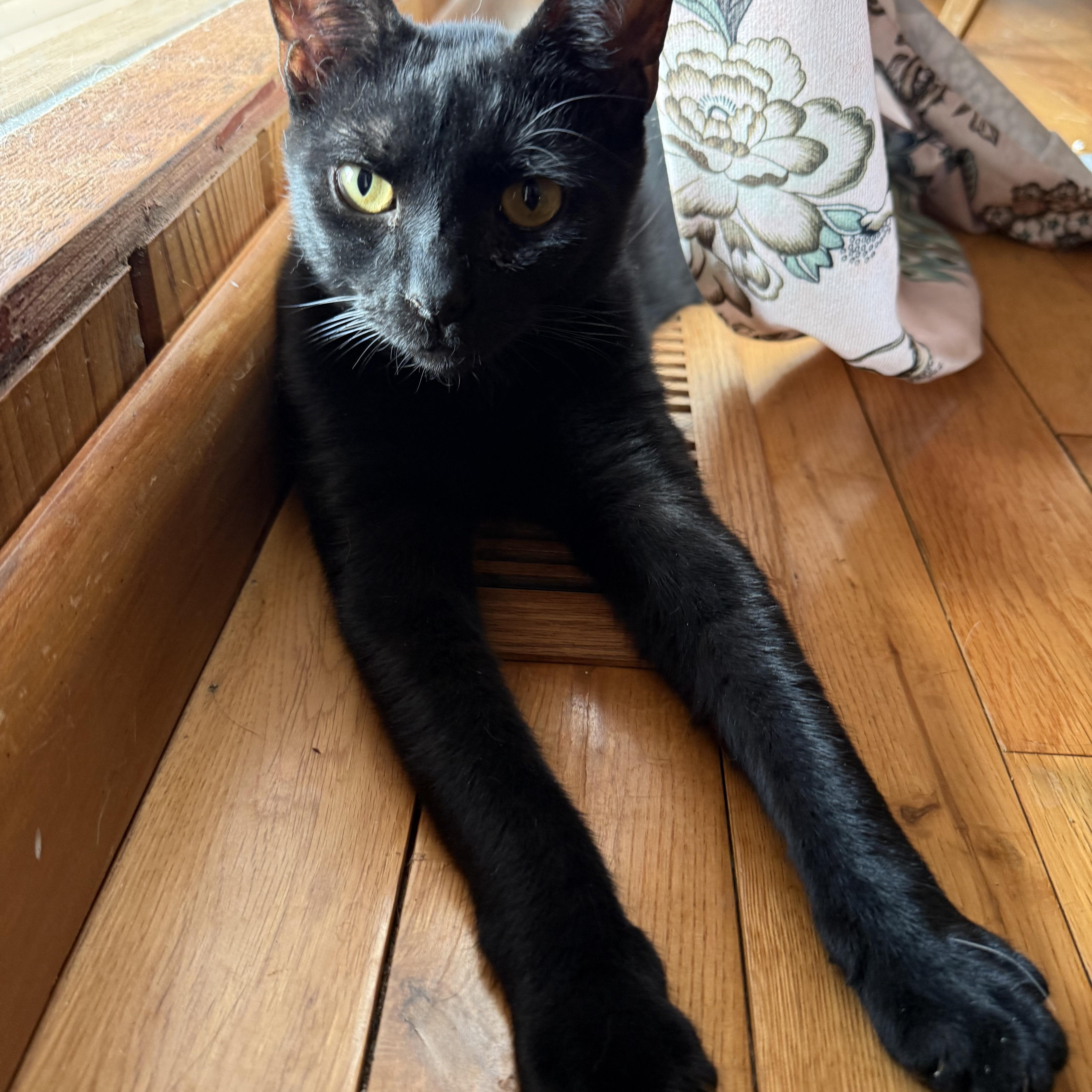 Trooper , a ADOPTABLE Domestic Short Hair in Asheville, NC image 2/5