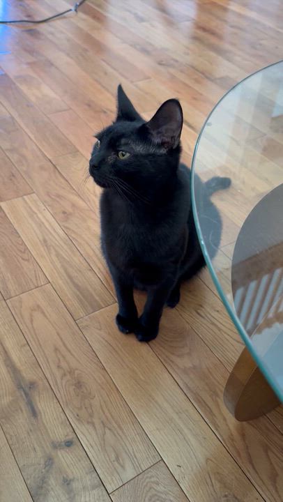 Enlarge Trooper , a ADOPTABLE Domestic Short Hair in Asheville, NC video 4/5