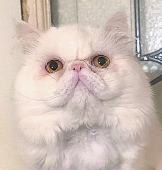 Benny, ADOPTABLE, Young Male Persian.
