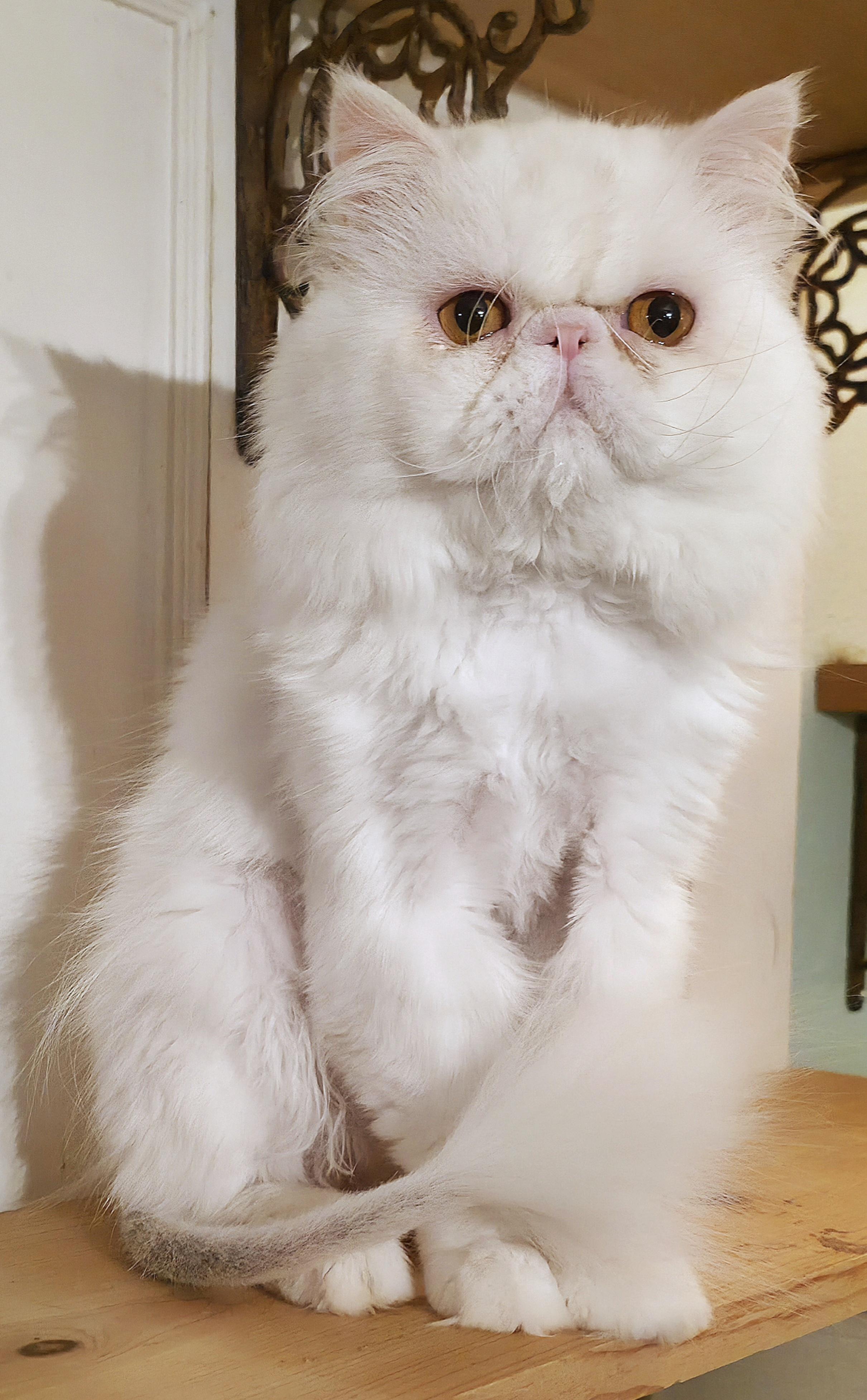 Benny, a ADOPTABLE Persian in Converse, TX image 3/5