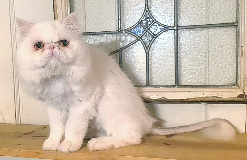 Benny, a ADOPTABLE Persian in Converse, TX image 2/5