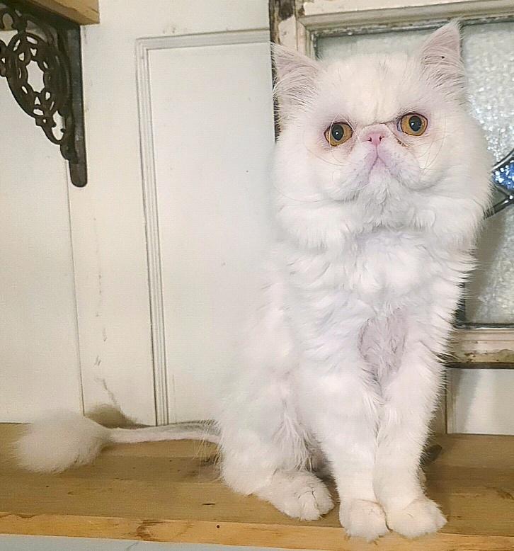 Benny, a ADOPTABLE Persian in Converse, TX image 5/5