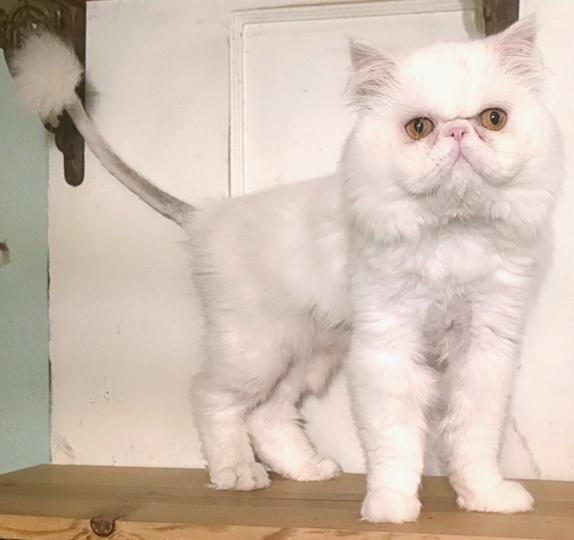 Benny, a ADOPTABLE Persian in Converse, TX image 4/5