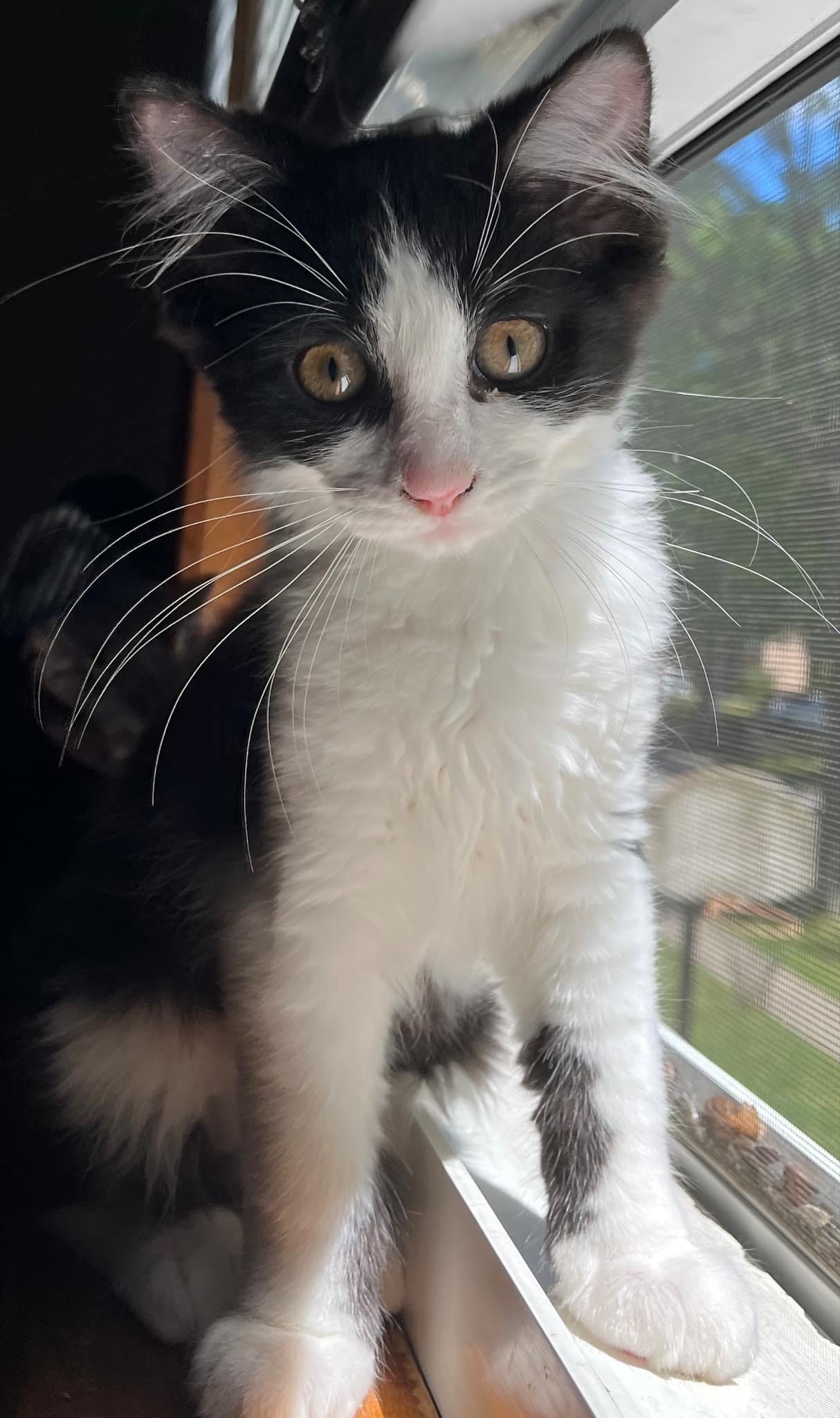 Enlarge Bowyn, a Adopted Domestic Medium Hair in Toledo, OH image 2/3