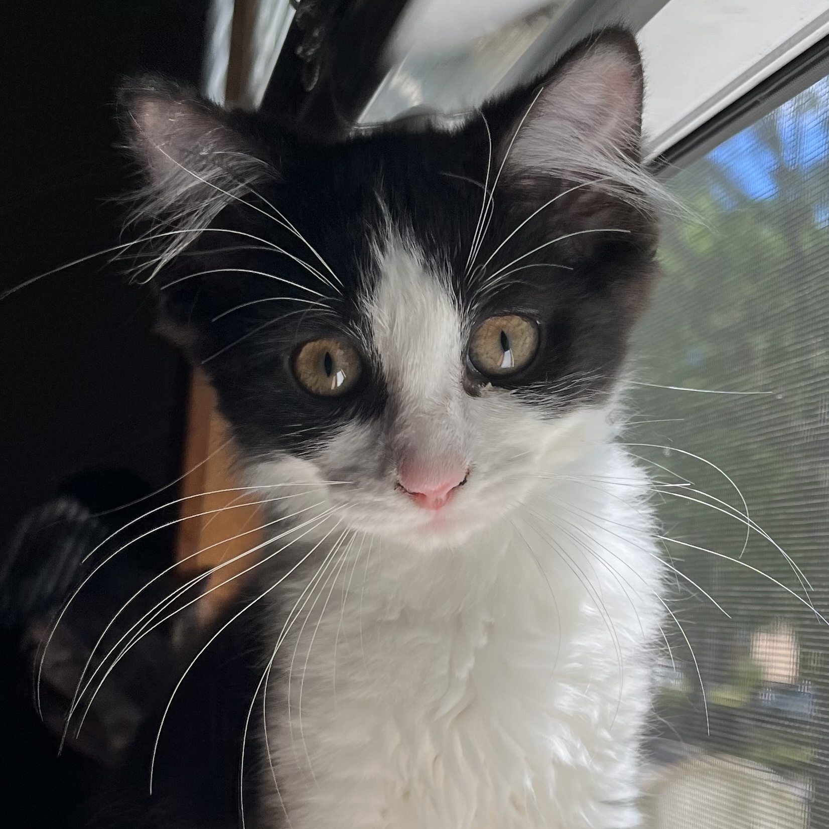 Enlarge Bowyn, a Adopted Domestic Medium Hair in Toledo, OH image 1/3