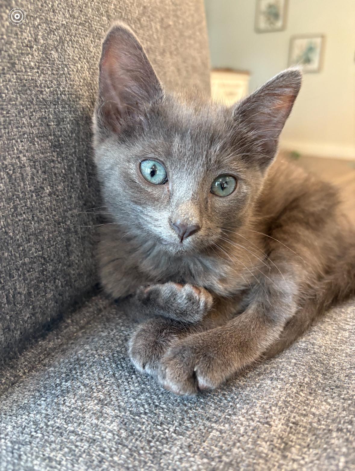 Vinne, a Adopted Domestic Short Hair in Phoenix, AZ image 1/2