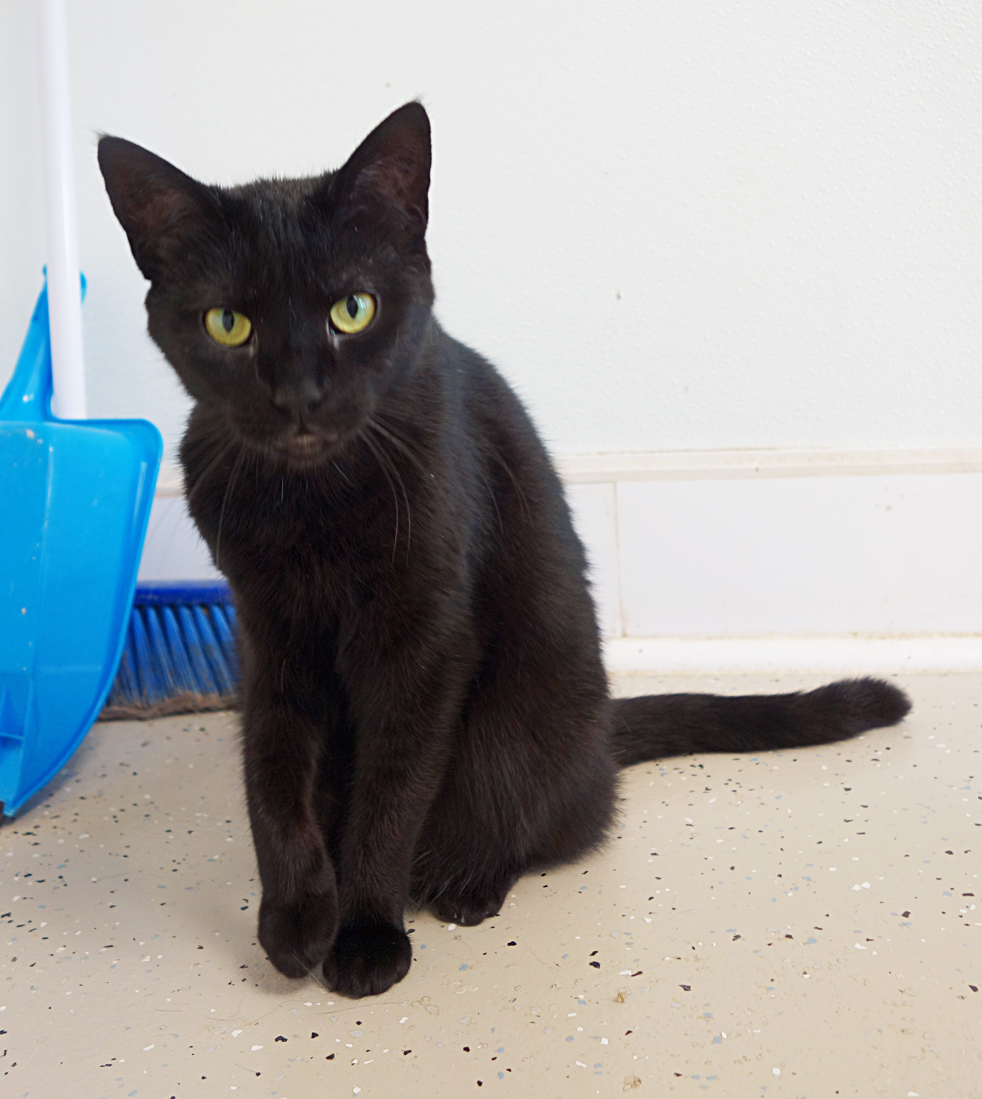 Enlarge Diva, a Adoptable Domestic Short Hair in Gouldsboro, PA image 1/8
