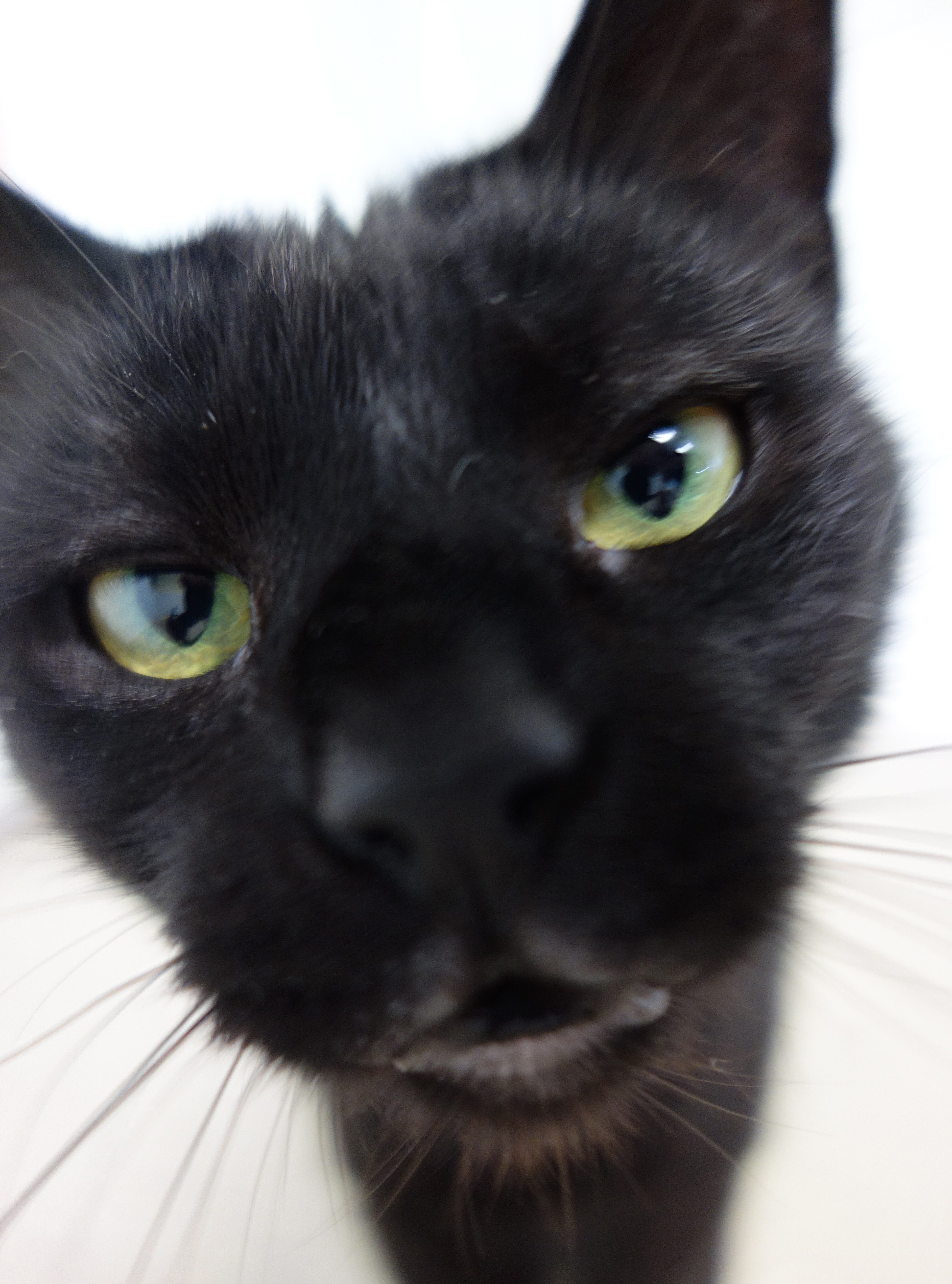 Enlarge Diva, a Adoptable Domestic Short Hair in Gouldsboro, PA image 3/8