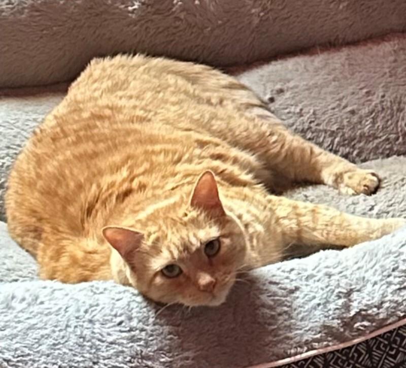 Enlarge Winston, a Adoptable Domestic Short Hair in Fruit Heights, UT image 1/2