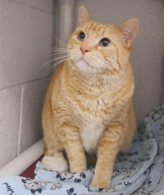 Enlarge Winston, a Adoptable Domestic Short Hair in Fruit Heights, UT image 2/2