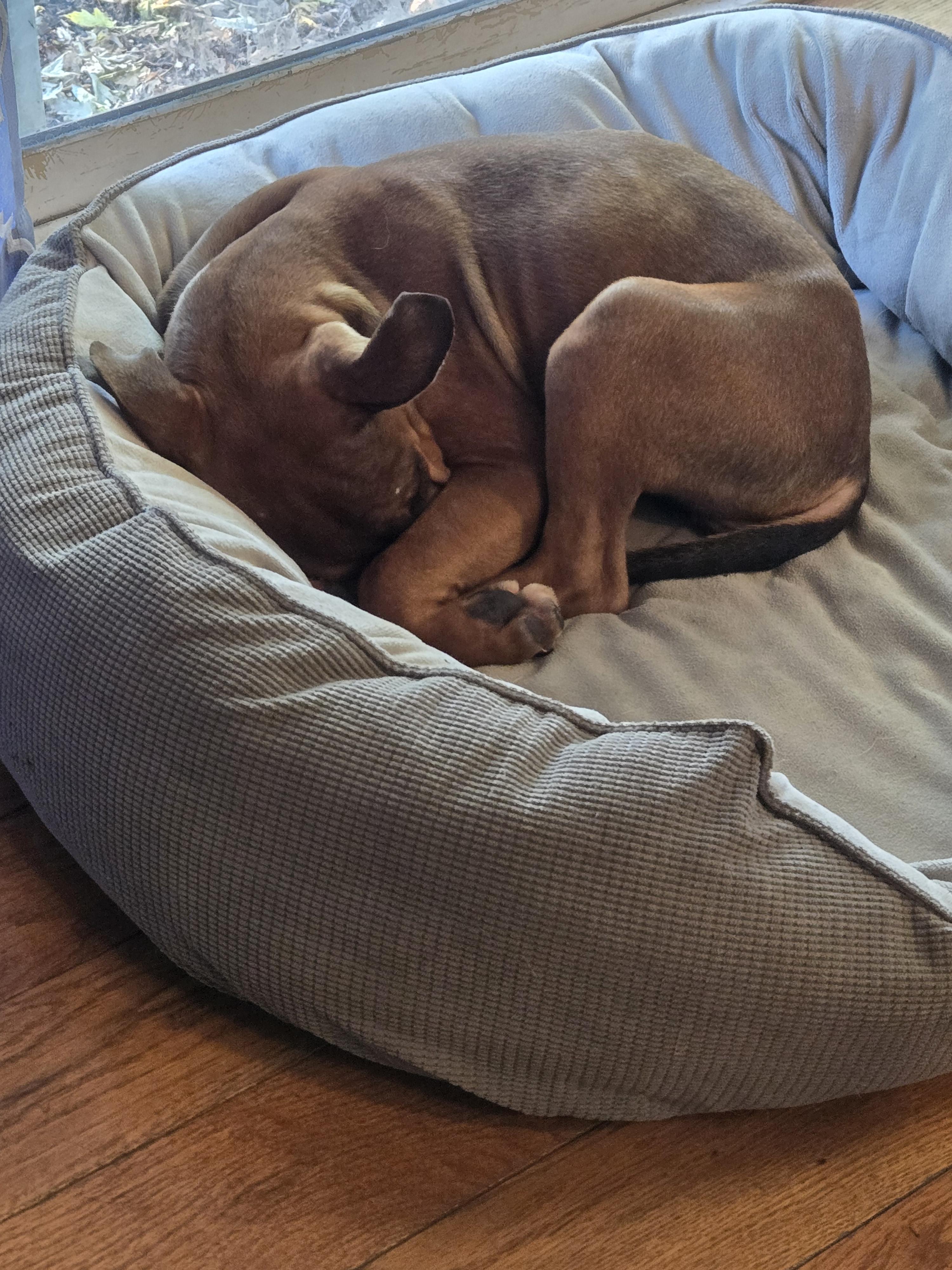 Enlarge Roxy, a Adoptable mixed breed in Aurora, IL image 3/4