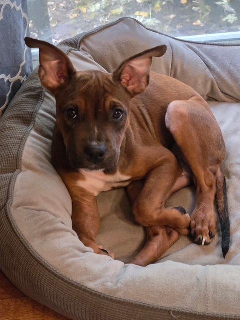 Enlarge Roxy, a Adoptable mixed breed in Aurora, IL image 4/4