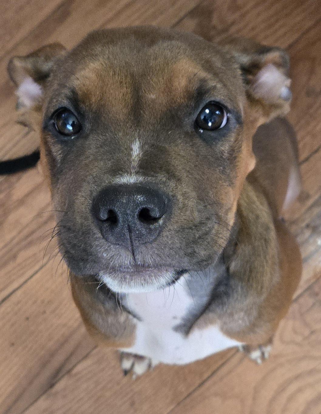 Roxy, Adoptable, Puppy Female Boxer.