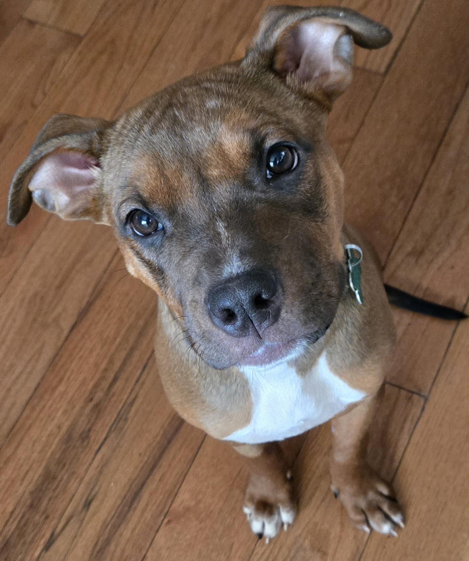 Enlarge Roxy, a Adoptable mixed breed in Aurora, IL image 2/4