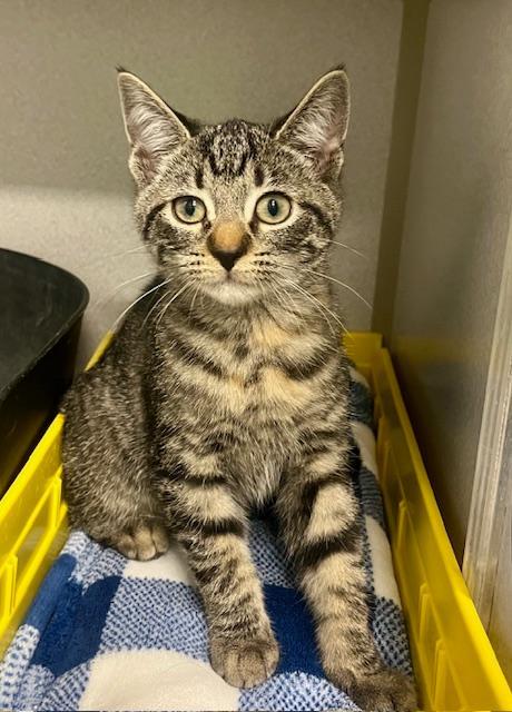 Noel, adoptable, Kitten Female Domestic Short Hair.