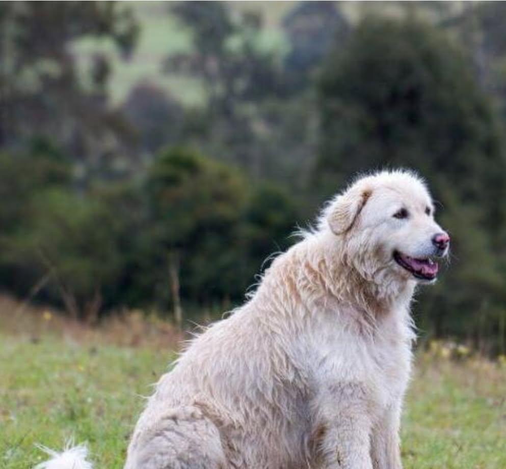 Stella, Adopted, Adult Female Maremma Sheepdog & Sheep Dog.