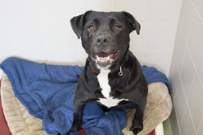 Lotus, Adoptable, Adult Female Labrador Retriever & Rottweiler.