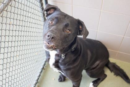 Enlarge Lotus, a Adoptable mixed breed in Woodbury, MN image 2/3