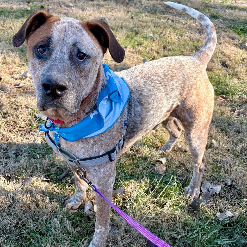 Wonder P4P, Adoptable, Adult Male Mixed Breed & Mixed Breed.