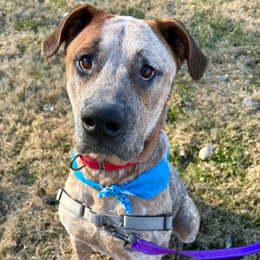 Enlarge Wonder P4P, a Adoptable mixed breed in St Joseph, MO image 2/4