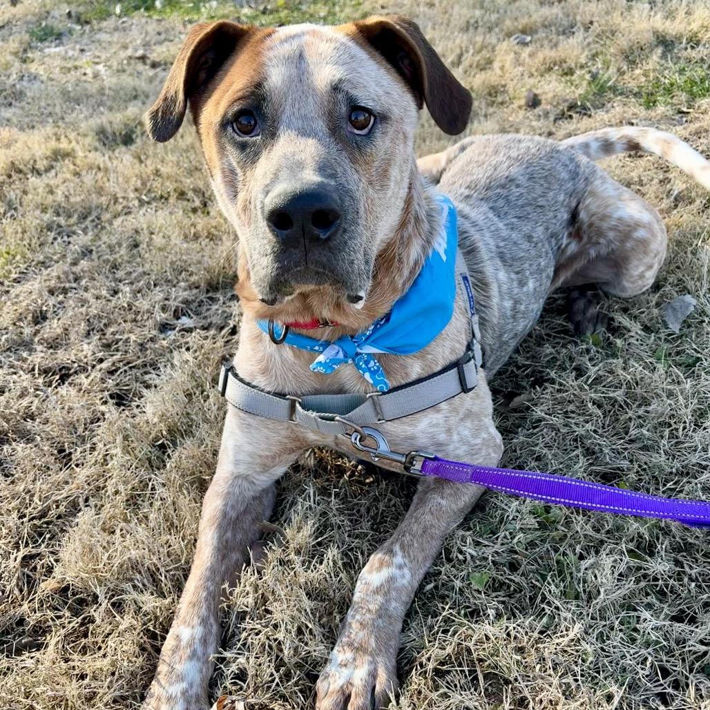 Enlarge Wonder P4P, a Adoptable mixed breed in St Joseph, MO image 3/4