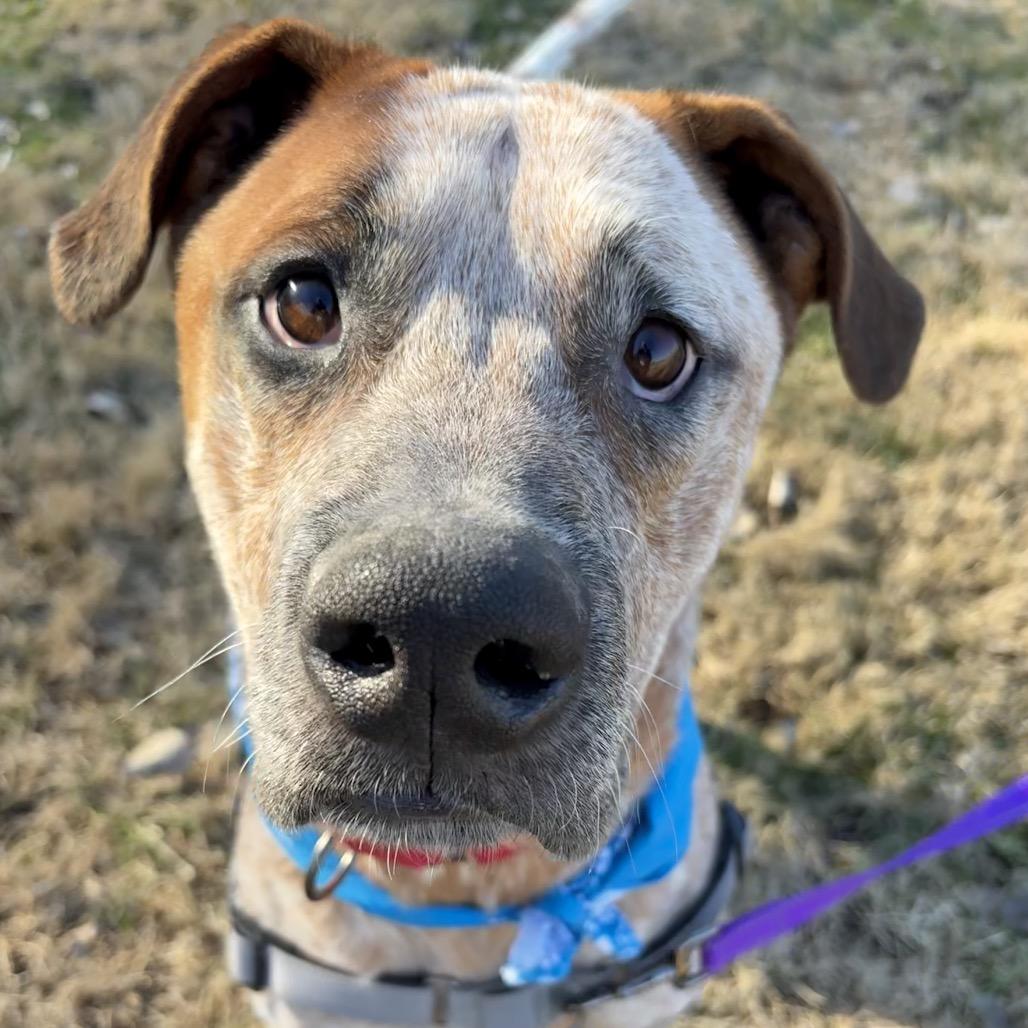 Enlarge Wonder P4P, a Adoptable mixed breed in St Joseph, MO image 4/4