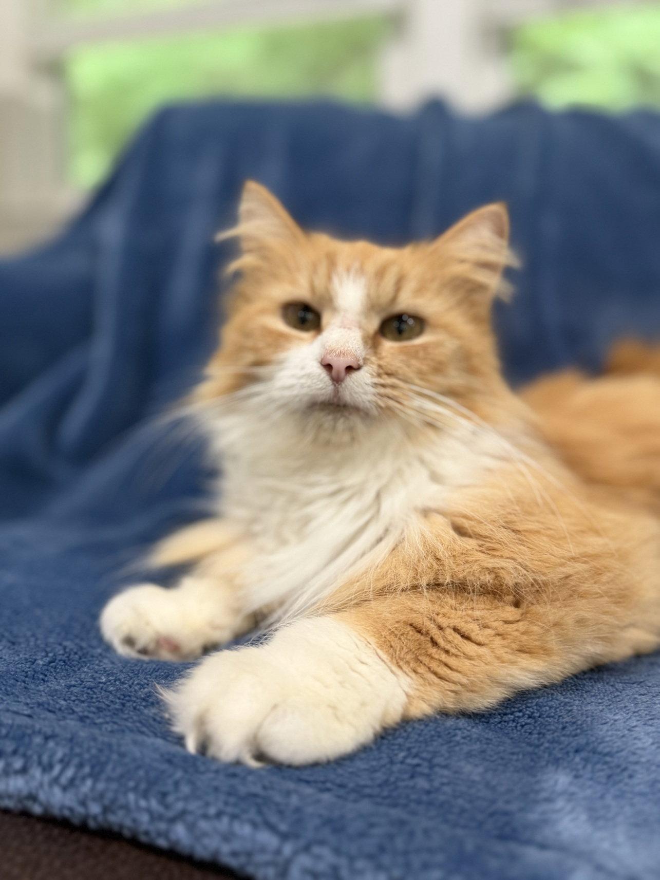 Brie, Adoptable, Adult Female Maine Coon & Domestic Long Hair.