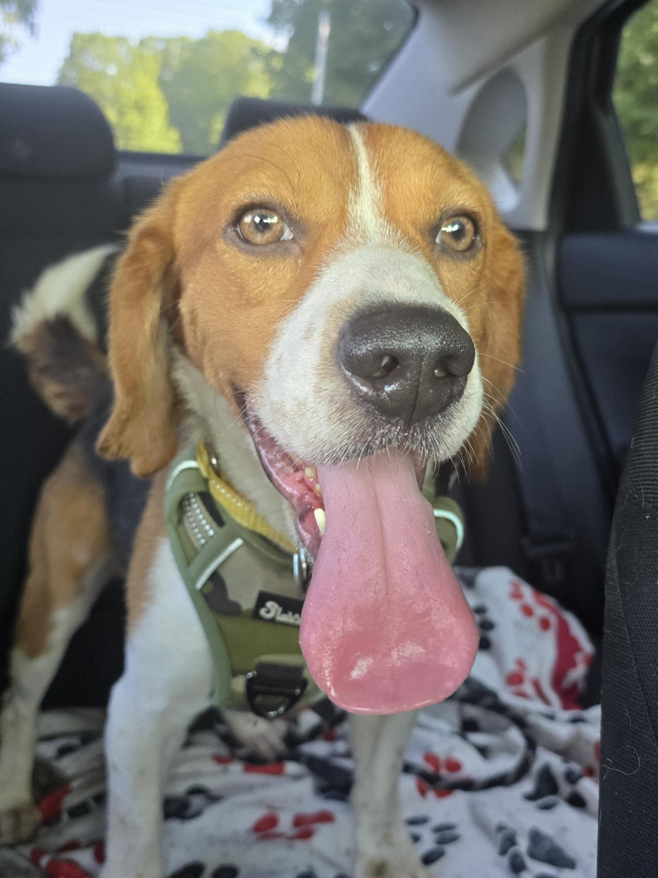 Denver, an adoptable Beagle in Chatsworth, ON, N0H 1G0 | Photo Image 5