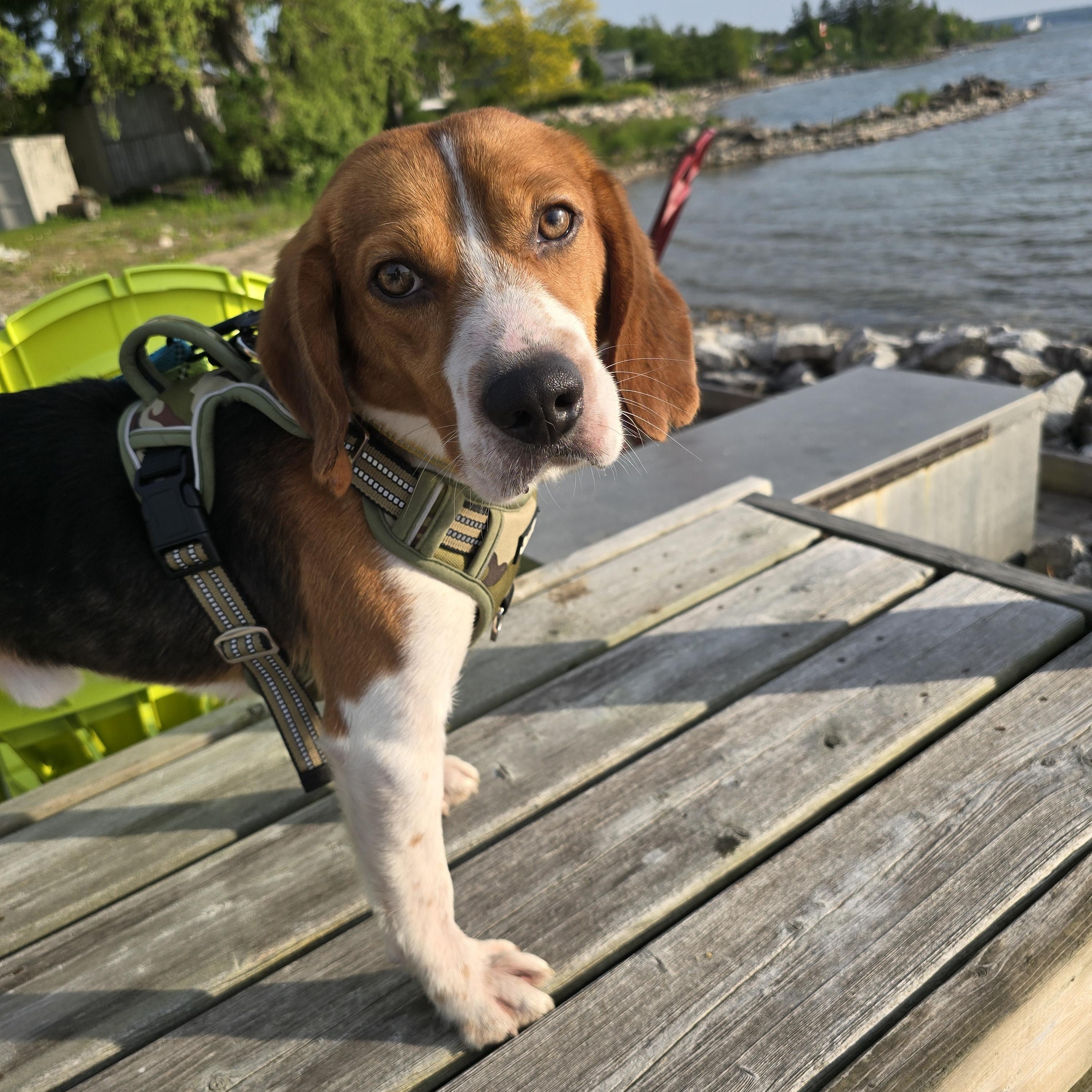 Denver, an adoptable Beagle in Chatsworth, ON, N0H 1G0 | Photo Image 3