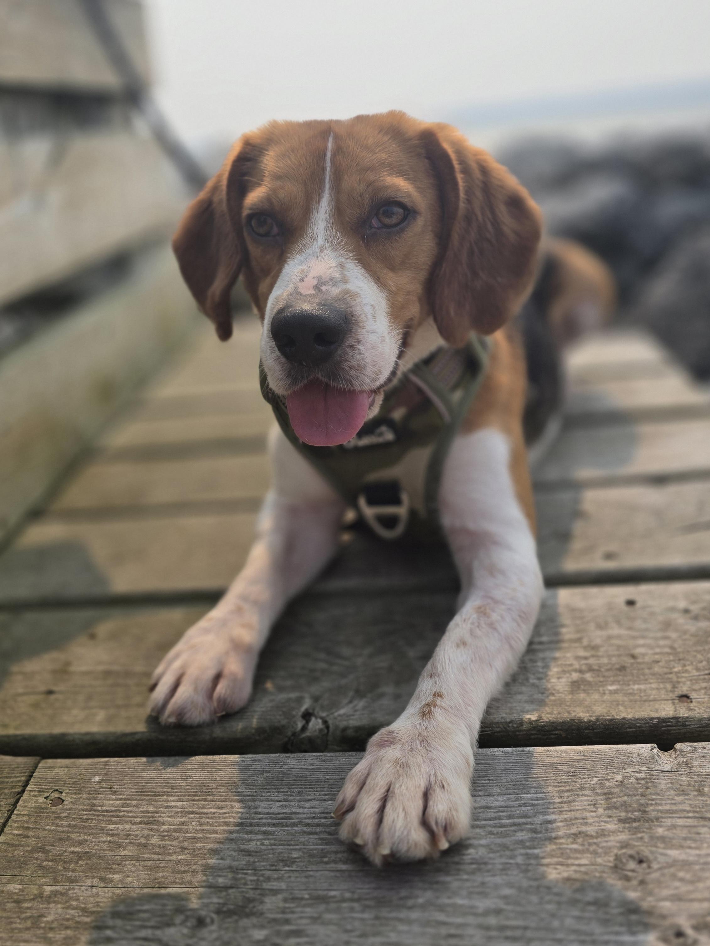 Denver, an adoptable Beagle in Chatsworth, ON, N0H 1G0 | Photo Image 1