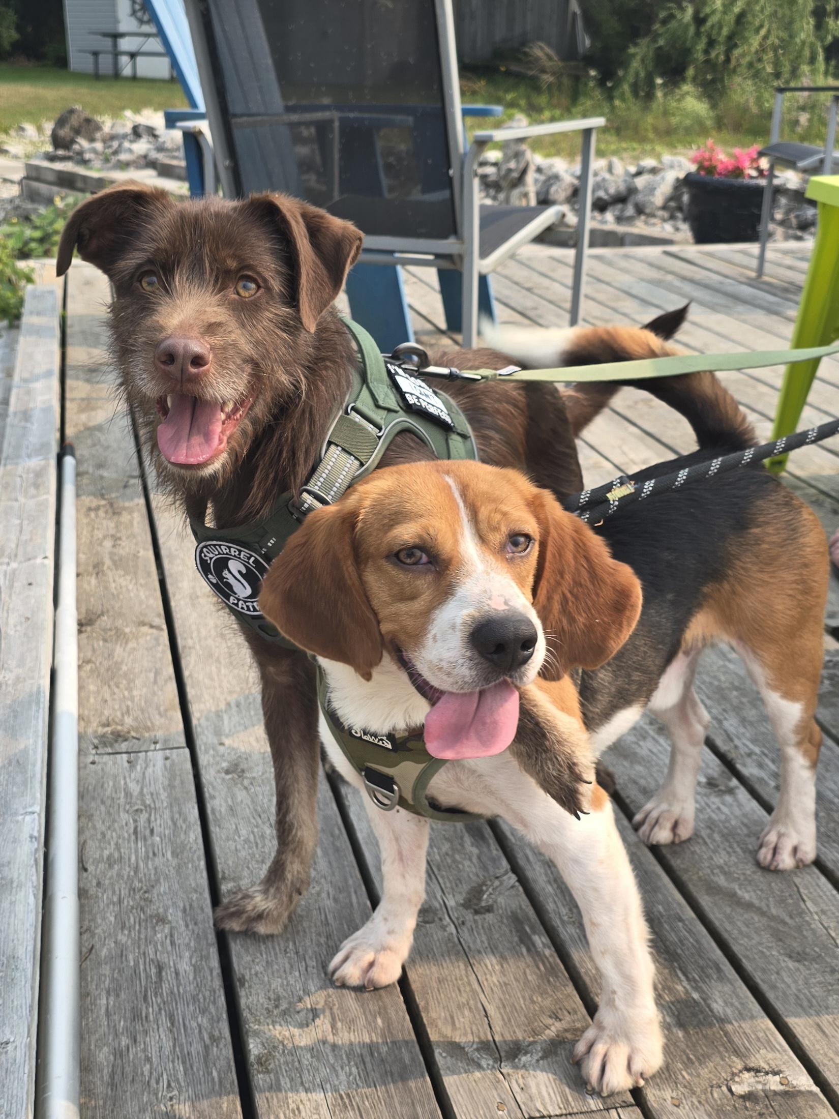 Denver, an adoptable Beagle in Chatsworth, ON, N0H 1G0 | Photo Image 6