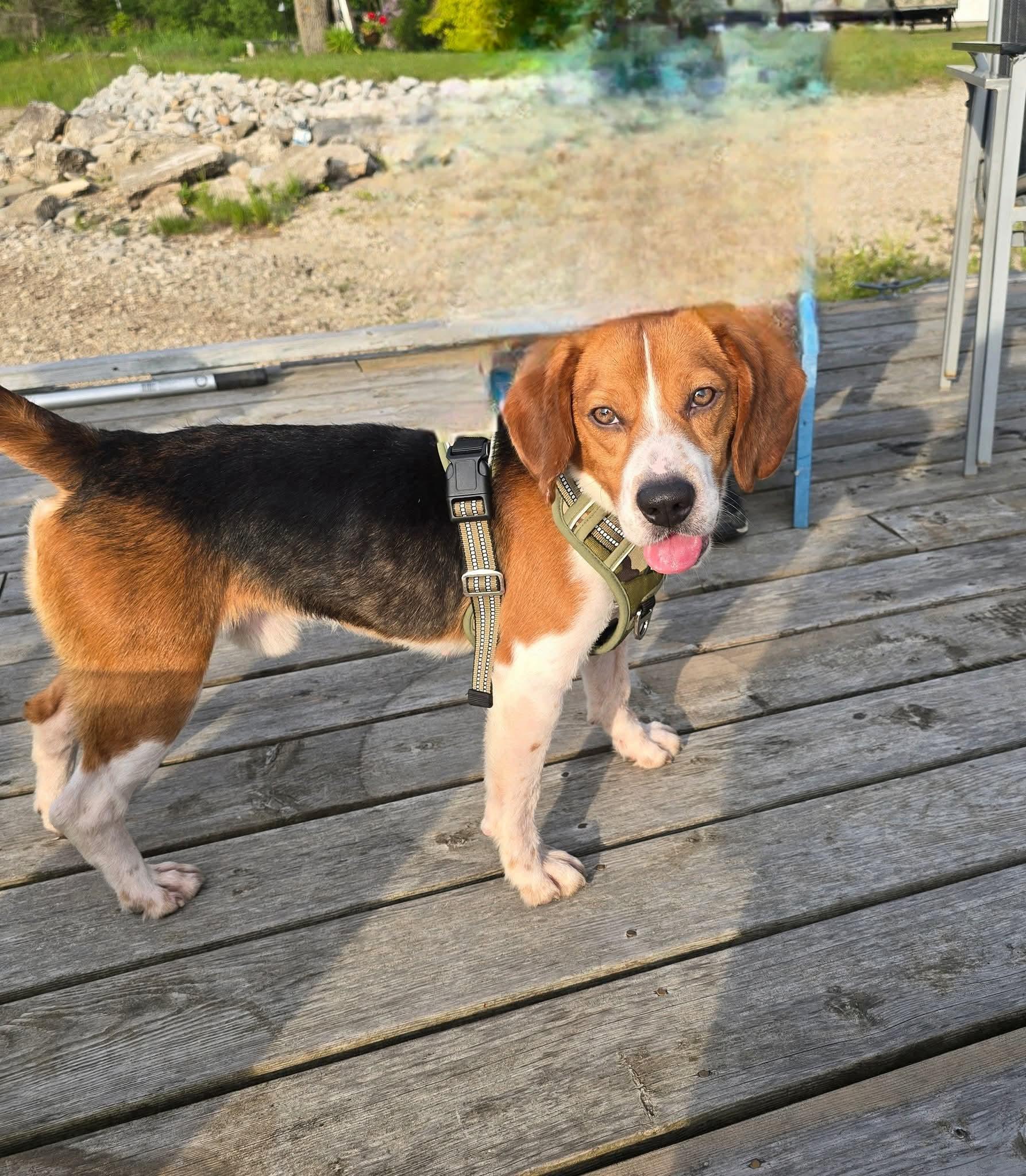 Denver, an adoptable Beagle in Chatsworth, ON, N0H 1G0 | Photo Image 2