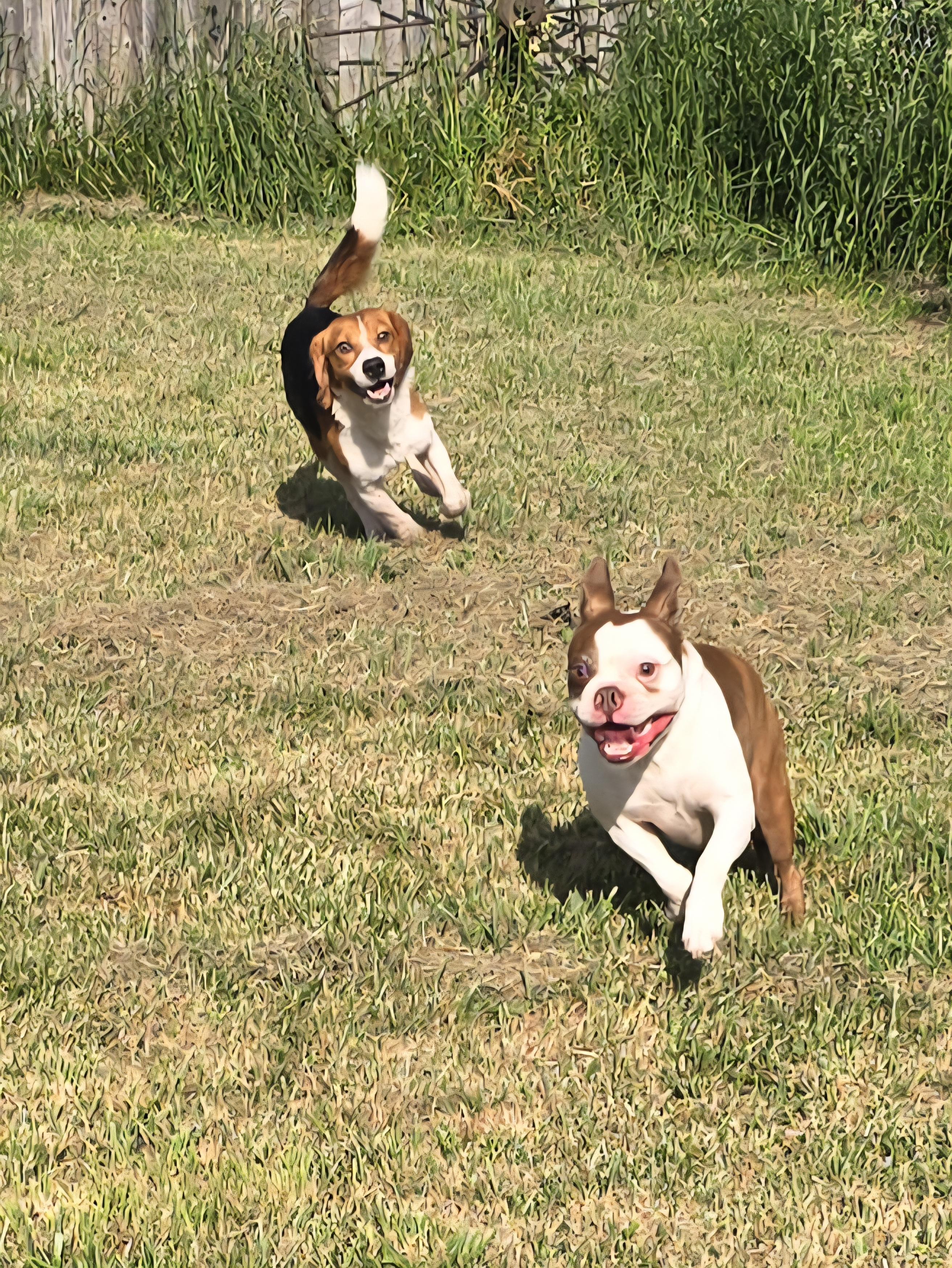 Denver, an adoptable Beagle in Chatsworth, ON, N0H 1G0 | Photo Image 4