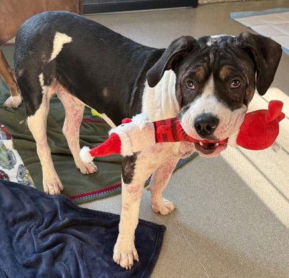 Feta, Adoptable, Puppy Male Pit Bull Terrier.